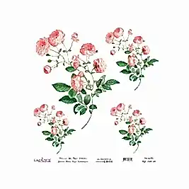 Model UC042 Evrensel Pirinç Kağıt Koleksiyonu 30x32