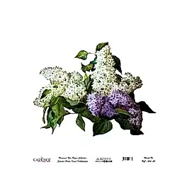 Model UC004 Evrensel Pirinç Kağıt Koleksiyonu 60x62